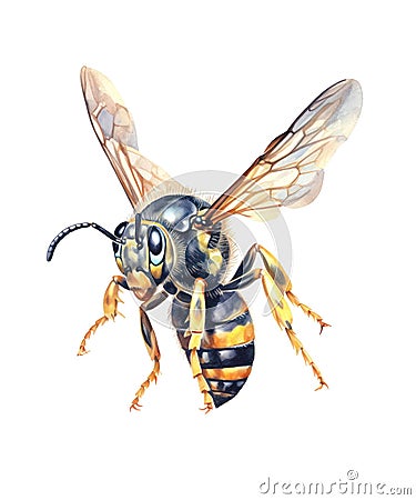 Flying wasp isolated on white background. Cartoon Illustration